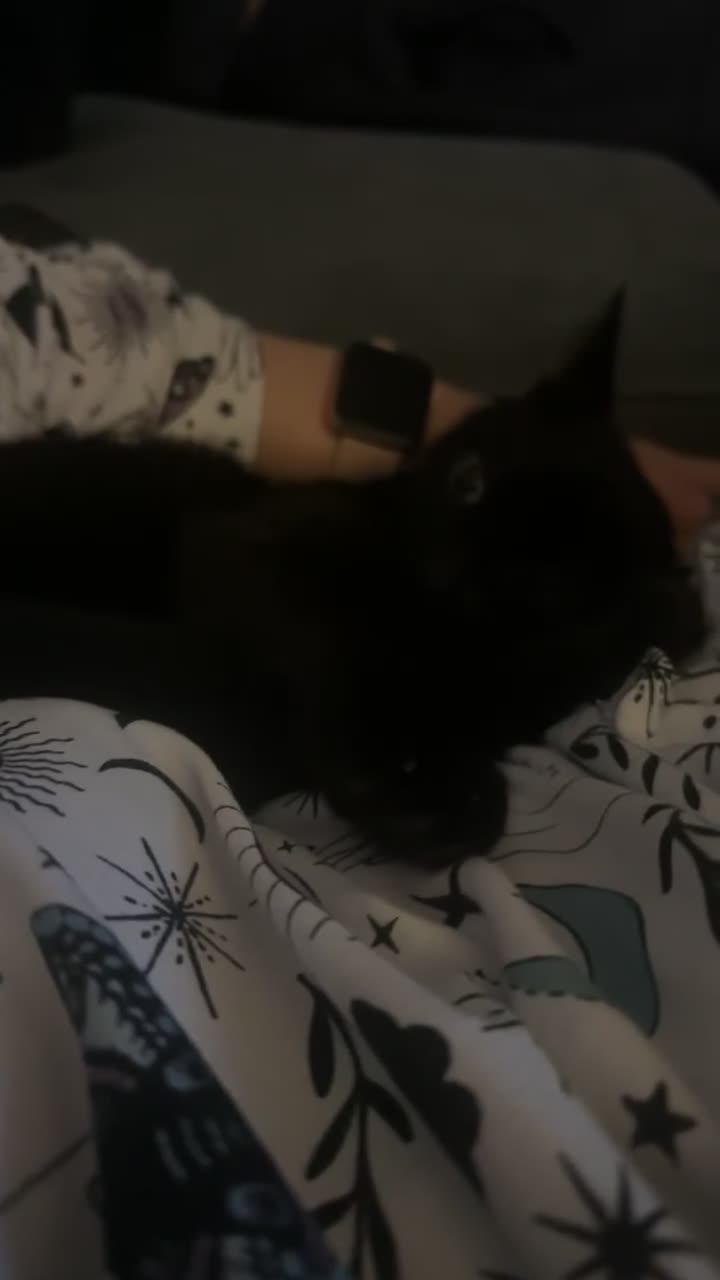 Domestic Shorthair cats for sale: 2 Year old All black domestic short hair in Sunderland - Video 1