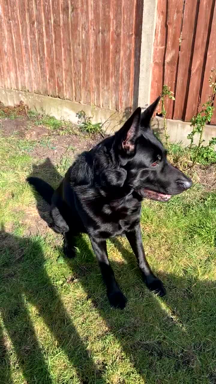 German Shepherd dogs for stud: Short haired German Shepard  - Video 1