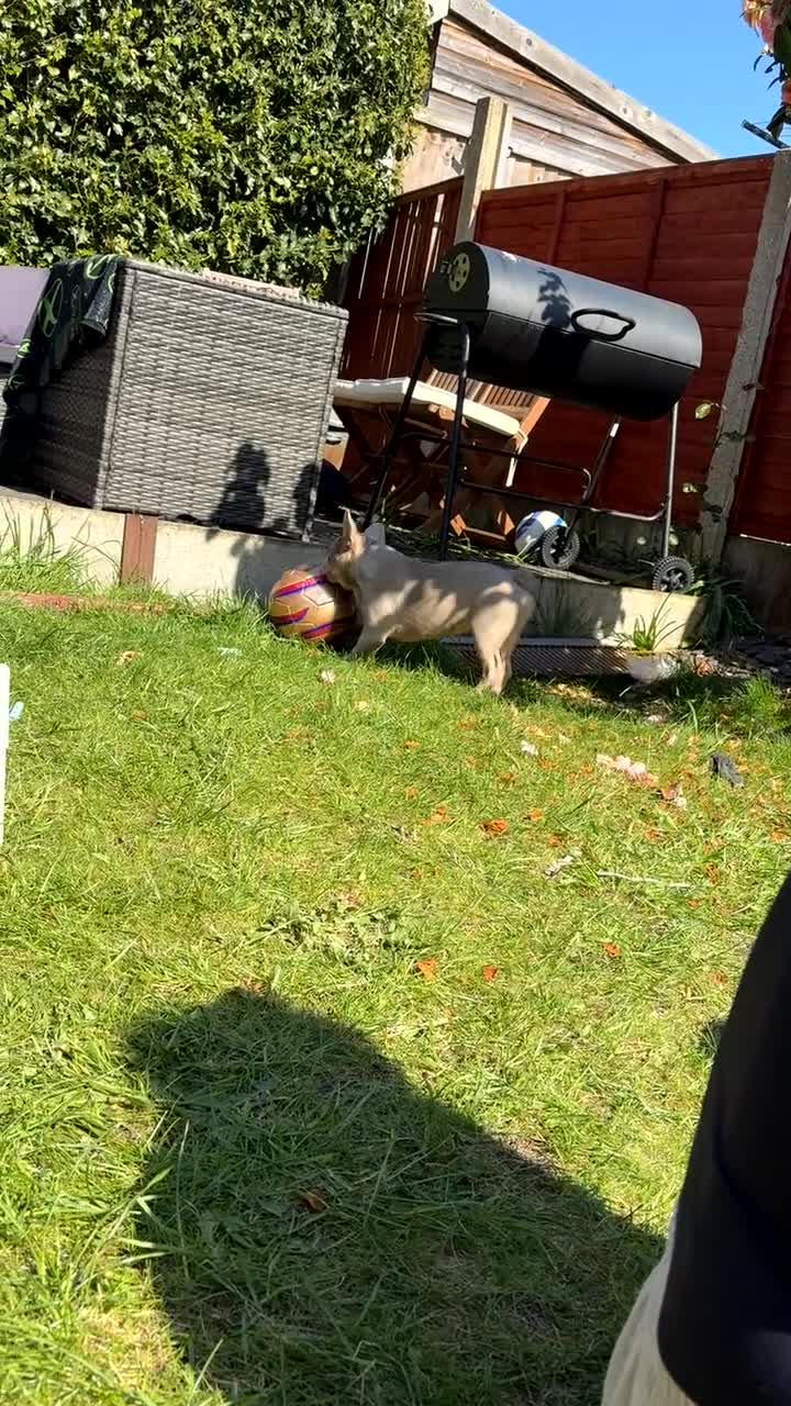 French Bulldog dogs for sale: Beautiful frenchie in need for a loving home  in Ilkeston - Video 2