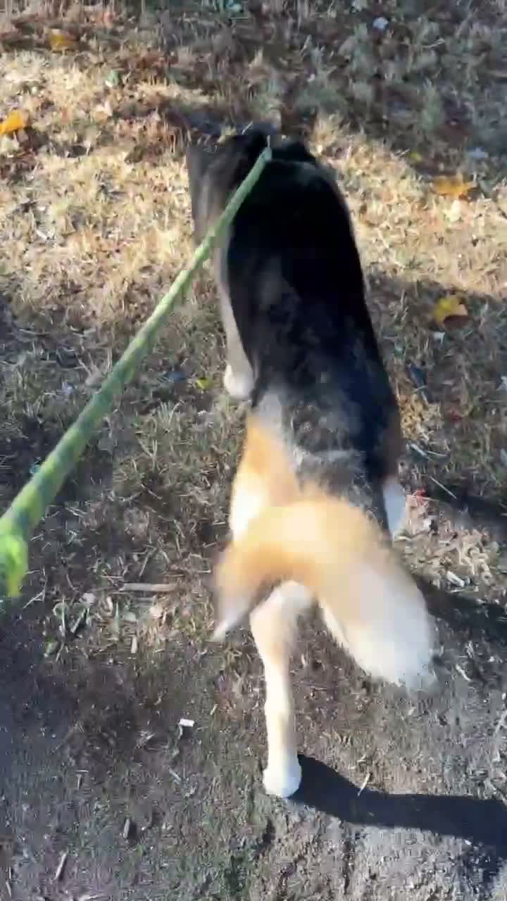 Mixed Breed dogs for sale: 2 Year Old German Shepard/Akita Mix  in London - Video 2