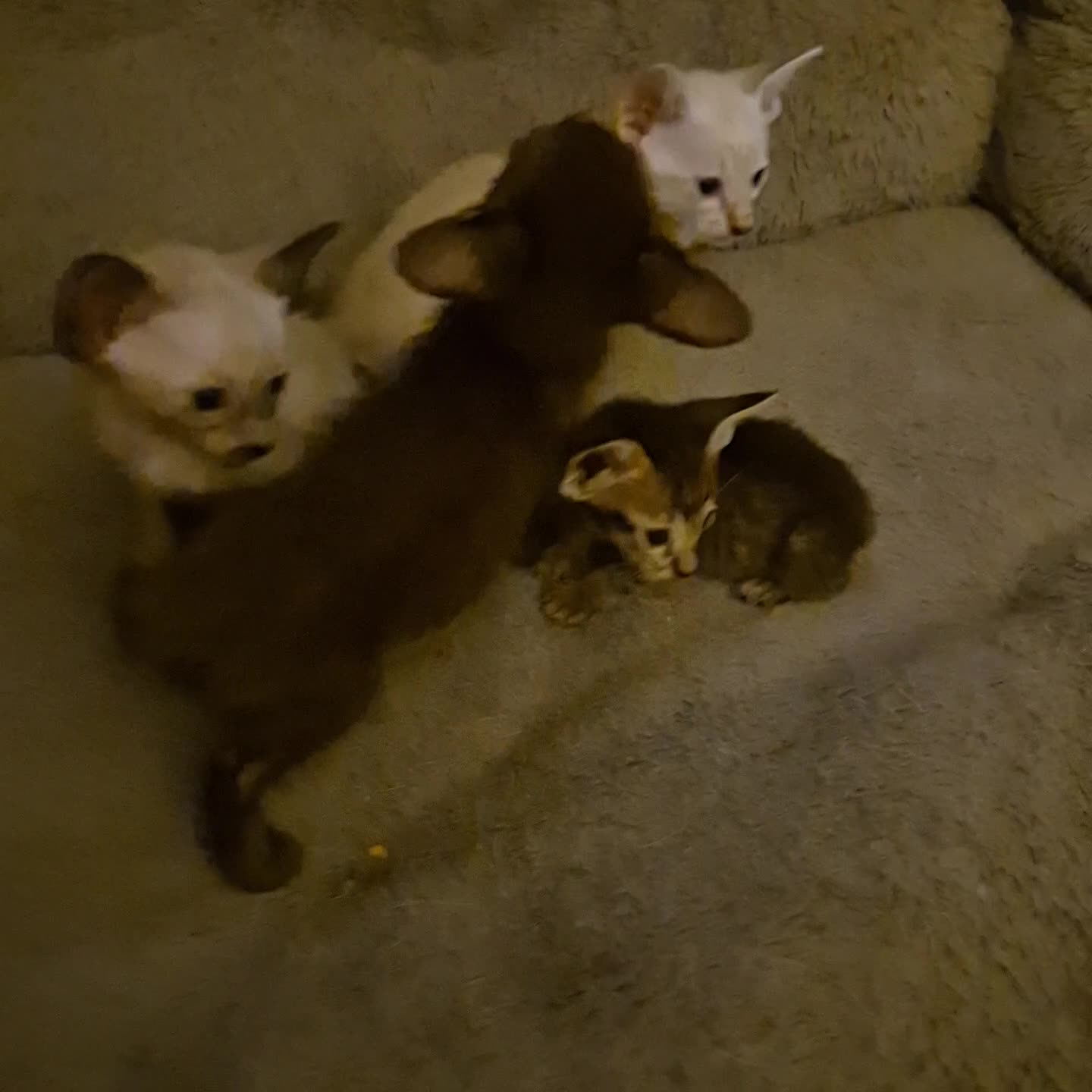 Oriental cats for sale: 2 Oriental boys left ( sold ) - Video 5