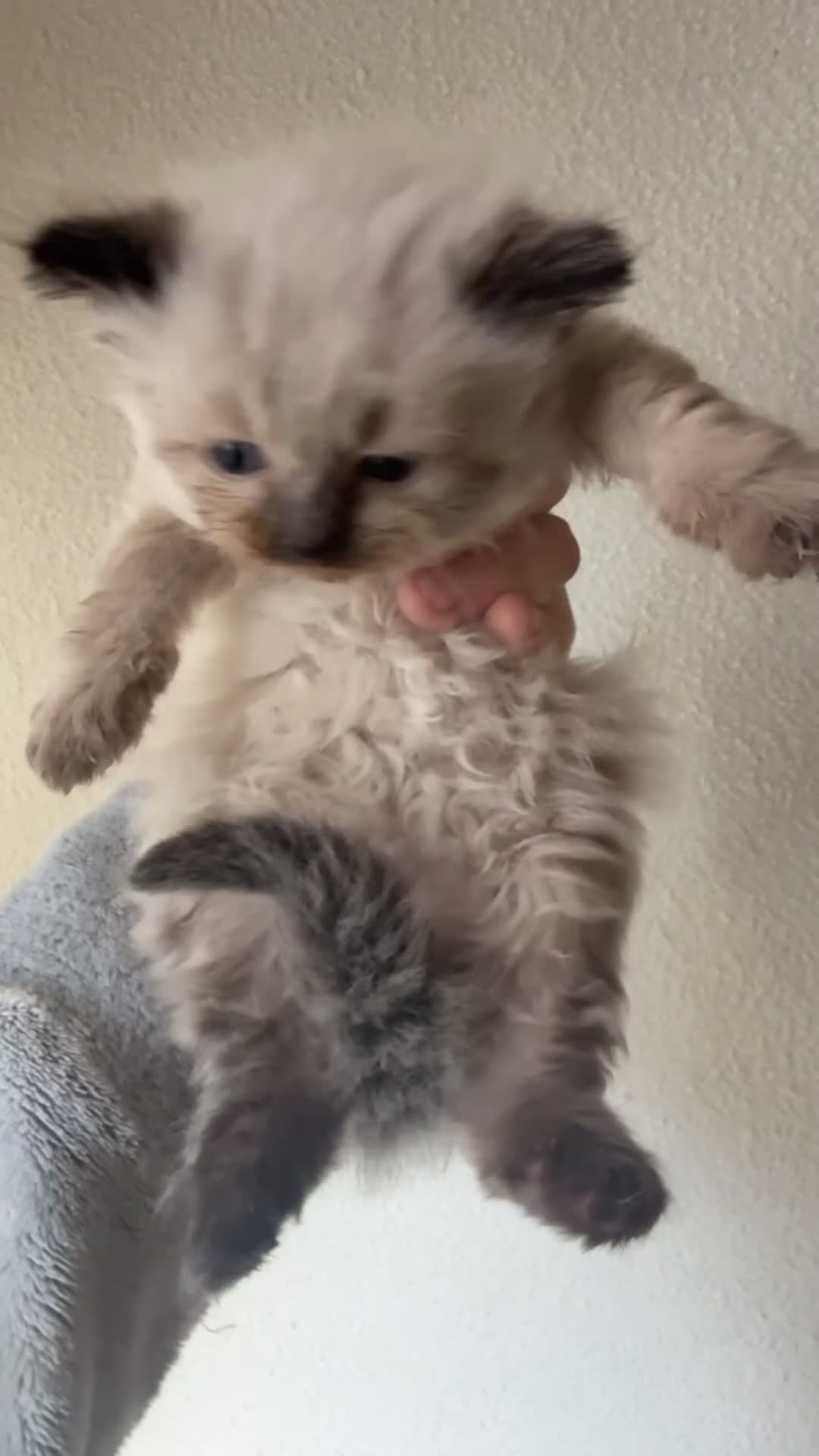 Ragdoll cats for sale: Ragdoll x BSH kittens  - Video 2