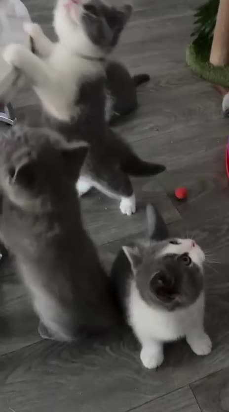 British Shorthair cats for sale: 🧸Chunky British Shorthair Kittens🧸 - Video 1