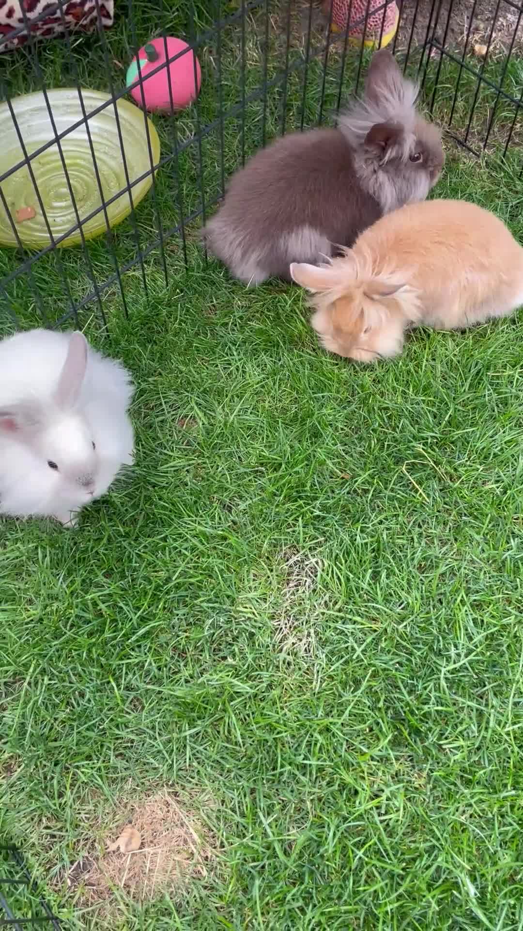 Lionhead rabbits for sale: Lionhead bunnies - Video 1