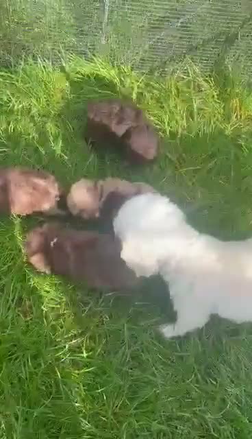 Toy Poodle dogs for sale: Gorgeous Merle toy poodles in Hull - Video 1