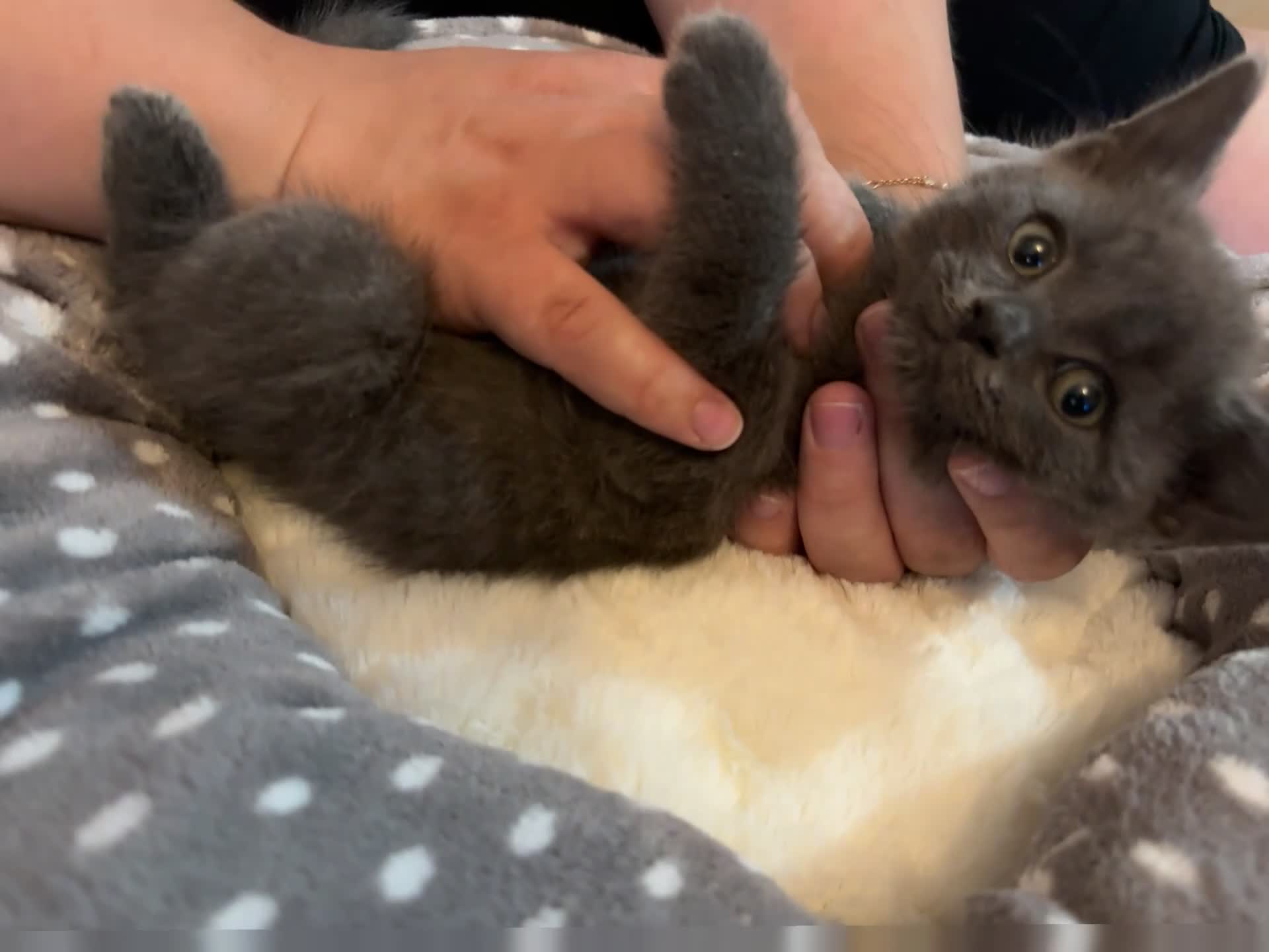 British Shorthair cats for sale: Grey British short hair male  - Video 1