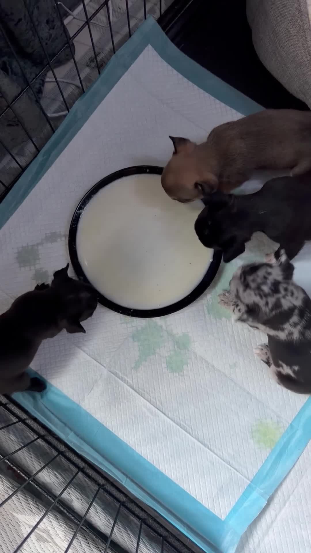 French Bulldog dogs for sale: 1 male 3 female litter  - Video 1