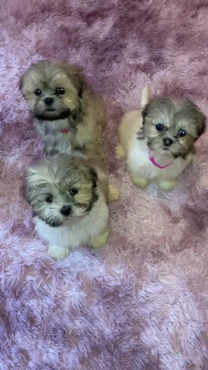 Lhasa Apso dogs for sale: Lhasa Apso Puppies 🐶  - Video 4