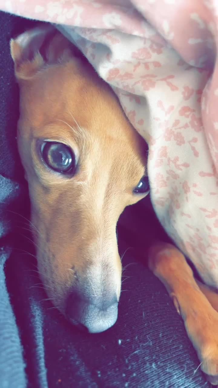 Italian Greyhound dogs for stud: Tiny stud with larger than life personality  - Video 1