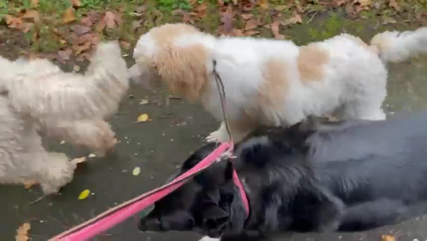 Standard Poodle dogs for sale: Standard Poodle Girl Available Apricot&White Parti - Video 3