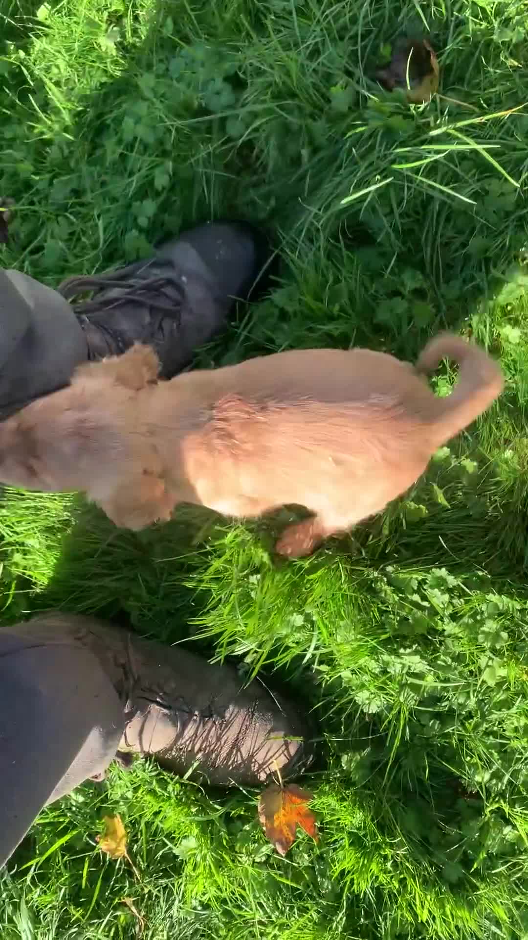 Sprocker dogs for sale: Stunning Sprocker pups - Video 3