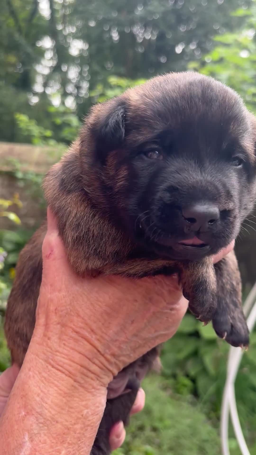 Belgian Shepherd Dog dogs for sale: Dutch shepherd puppies  - Video 5