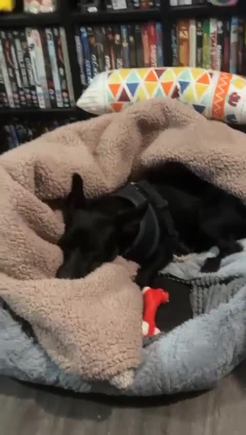 Mixed Breed dogs for adoption: 💙🐶 BUDDY 🐶💙 - Video 4