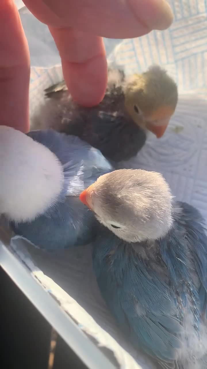 Lovebirds birds for sale: Fischer young lovebirds DNA sex tested nrpershore  - Video 1