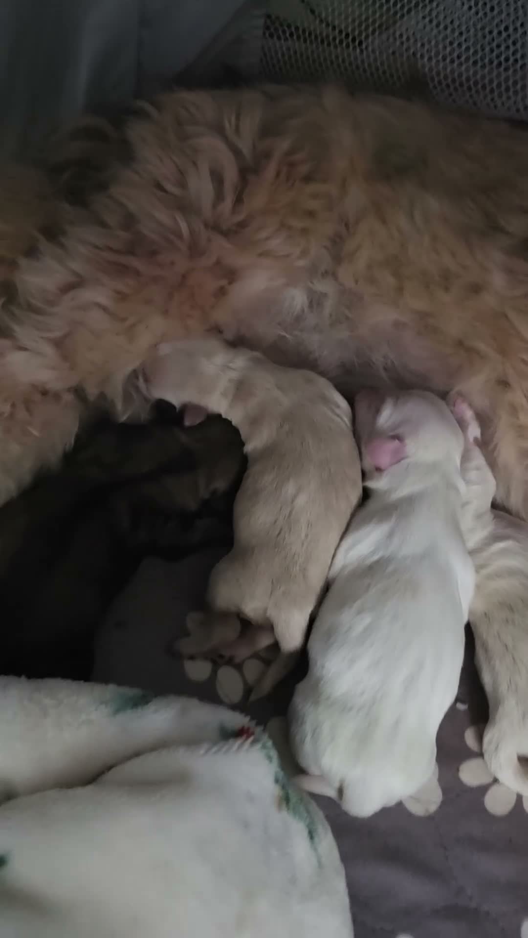 Shih Tzu dogs for sale: 3male Shizu's  - Video 1