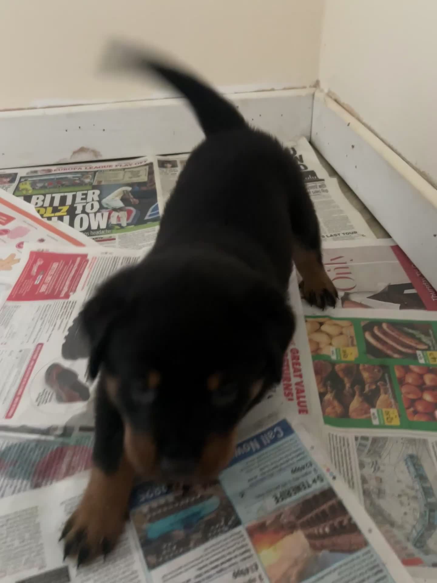 Rottweiler dogs for sale: Beautiful Rottweiler pups  - Video 1