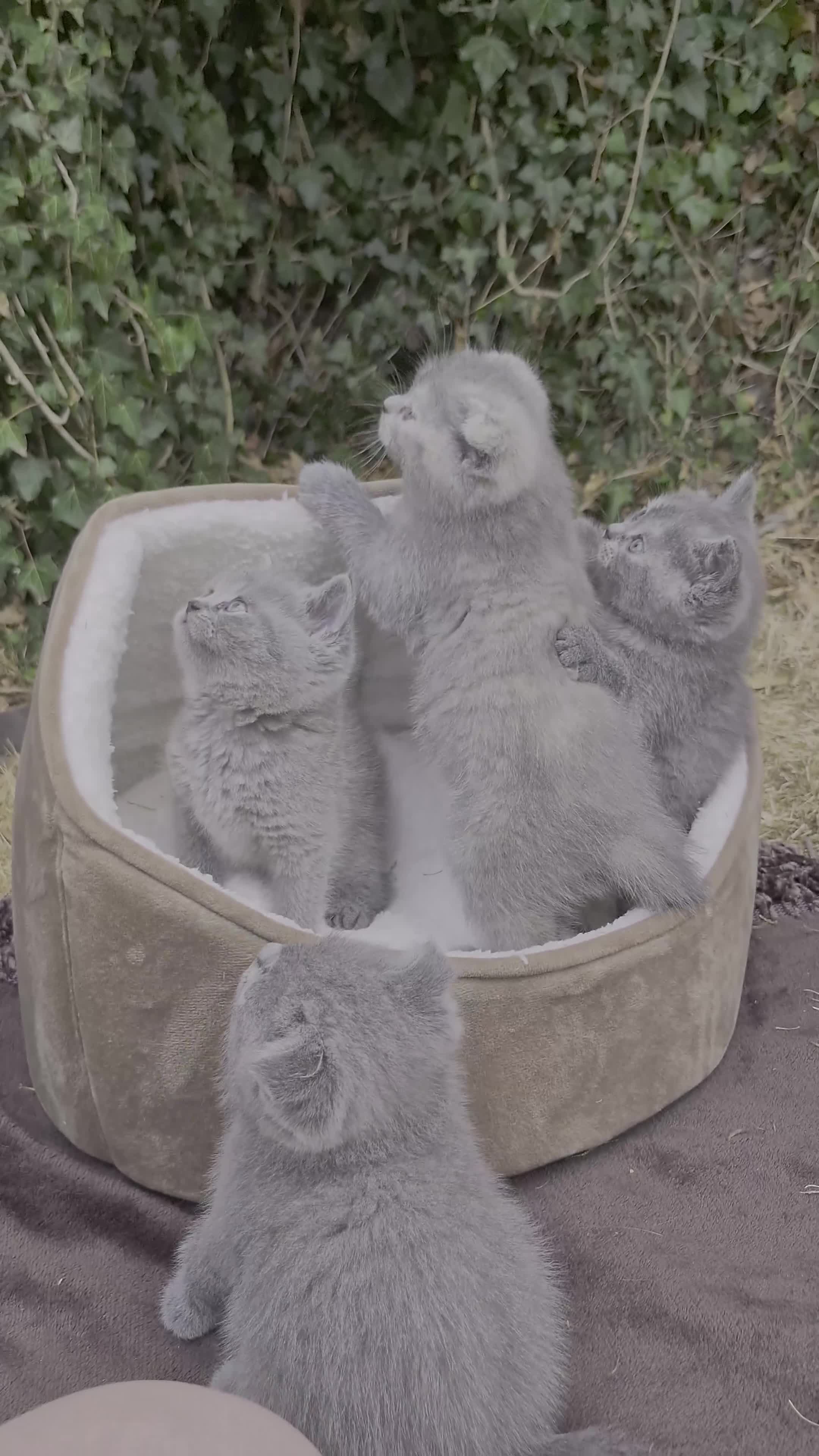 Scottish Fold cats for sale: Scottish Fold Kittens Looking for Their Homes  - Video 1