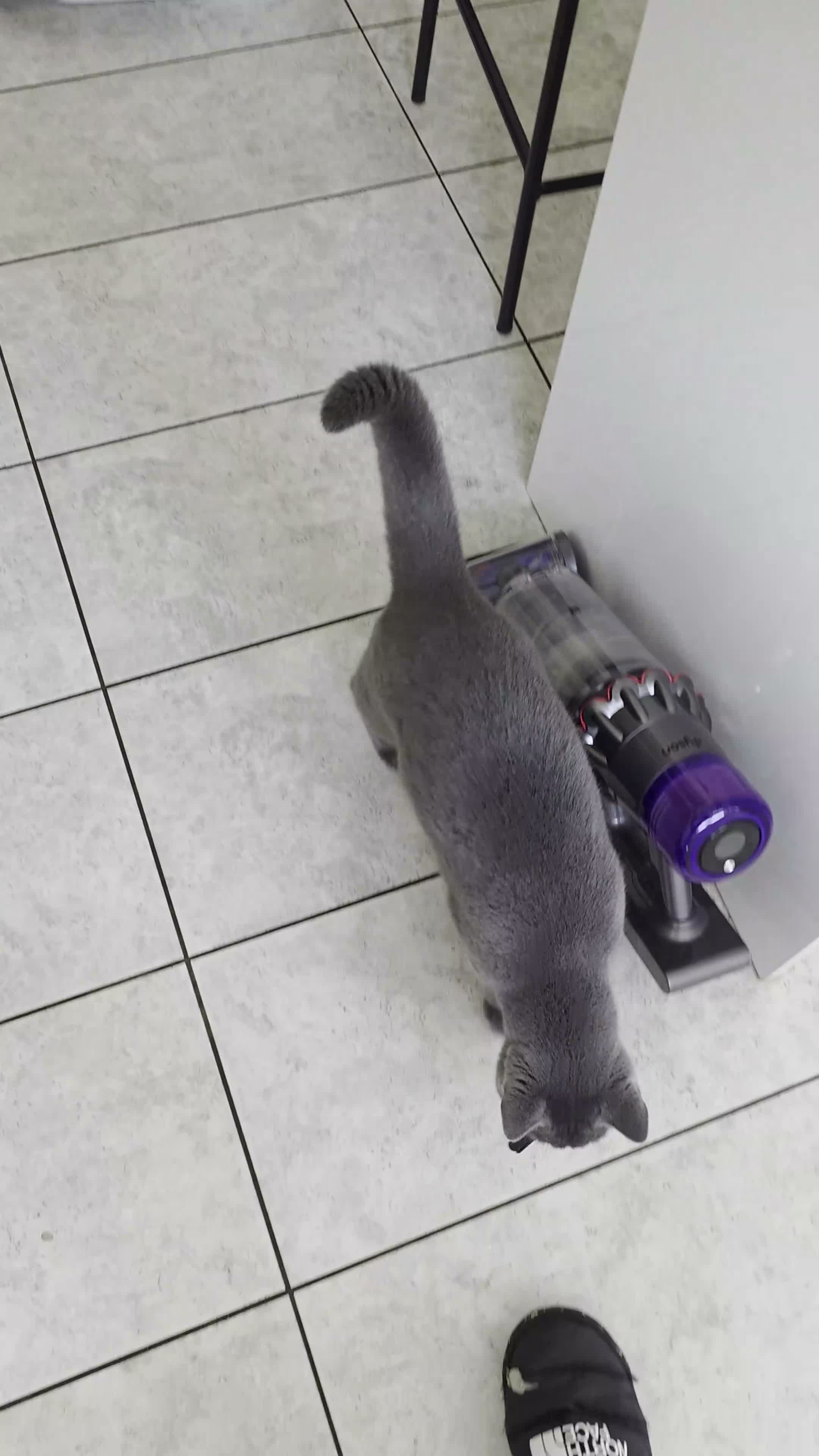 British Shorthair cats for sale: Two Beautiful British Shorthairs - Video 1