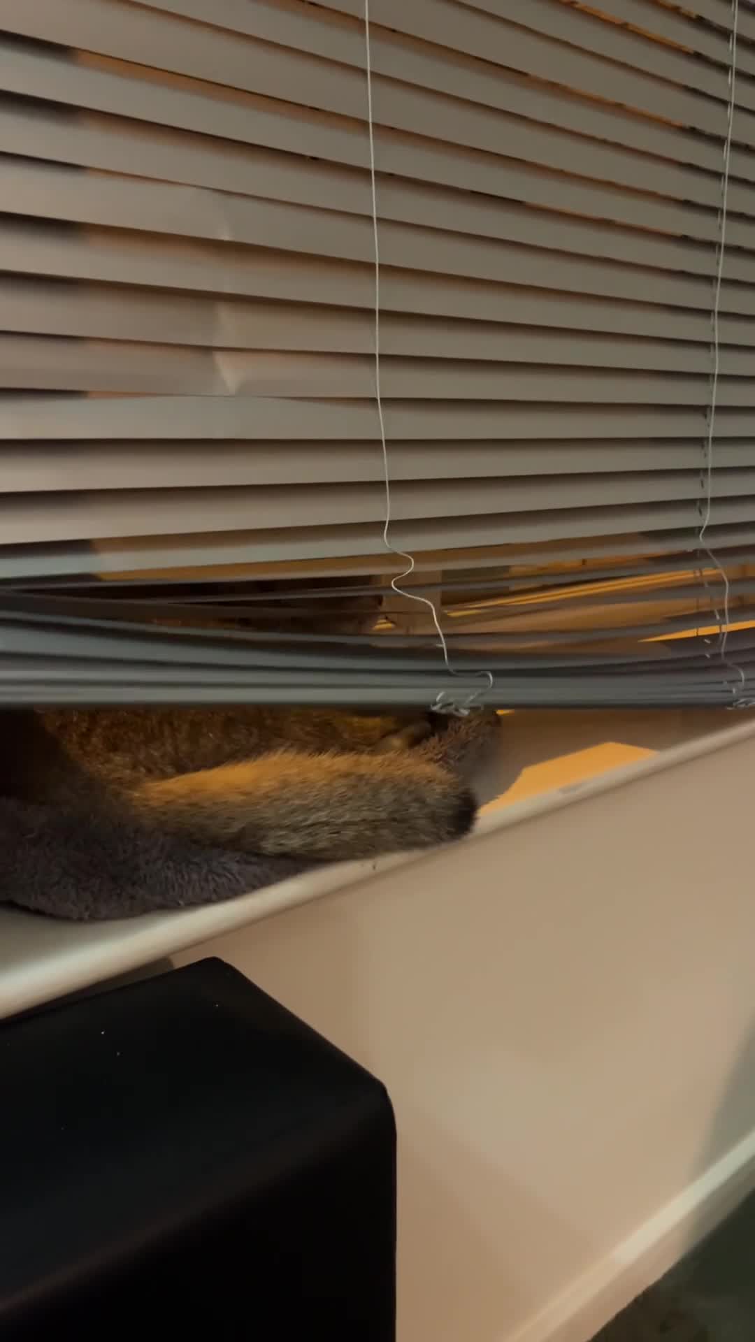 Scottish Fold cats for sale: Scottish fold for sale  - Video 2