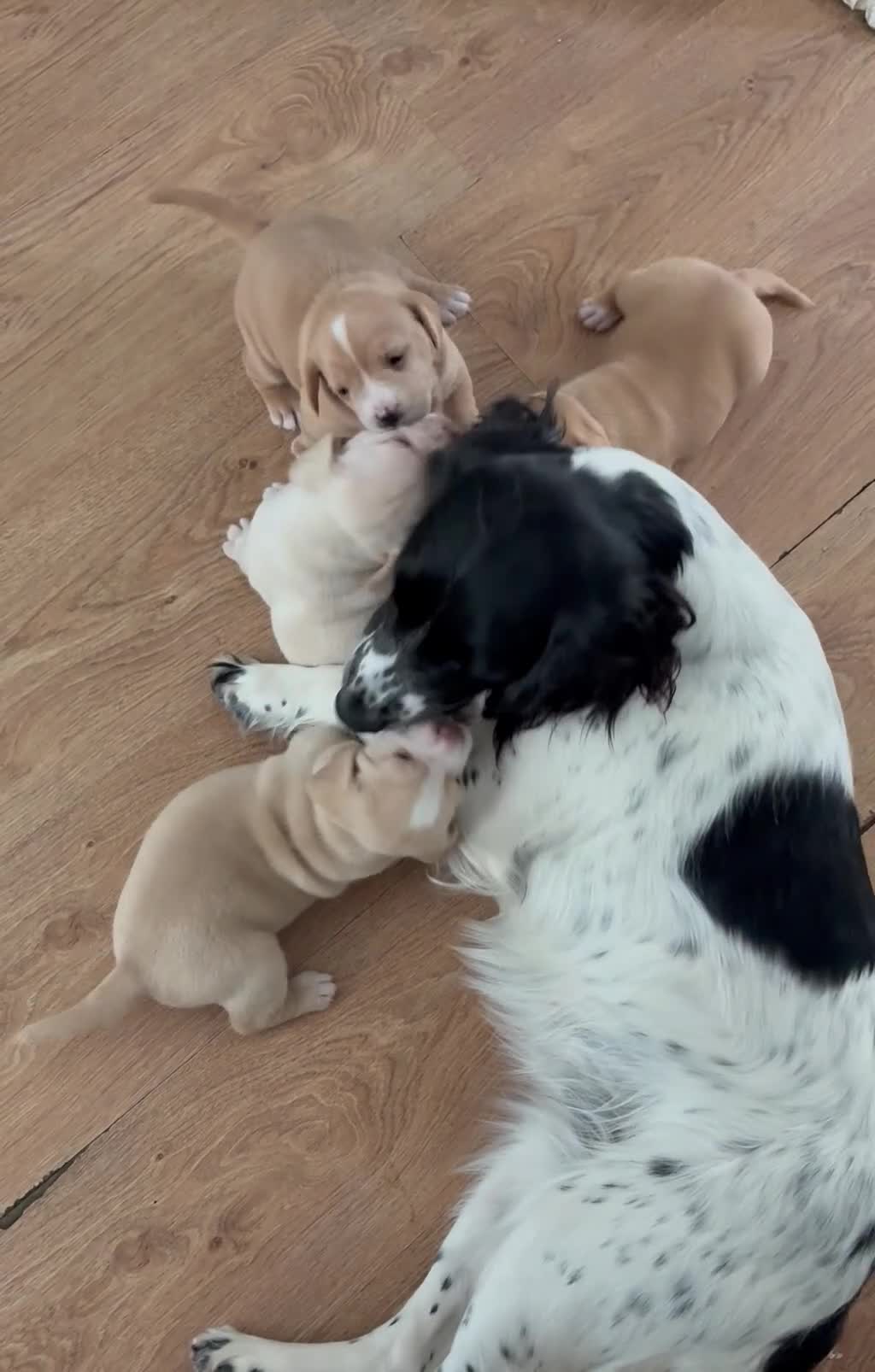 Mixed Breed dogs for sale: French Cocker Puppies  - Video 1