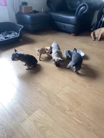 French Bulldog dogs for sale: Puppies - Video 1