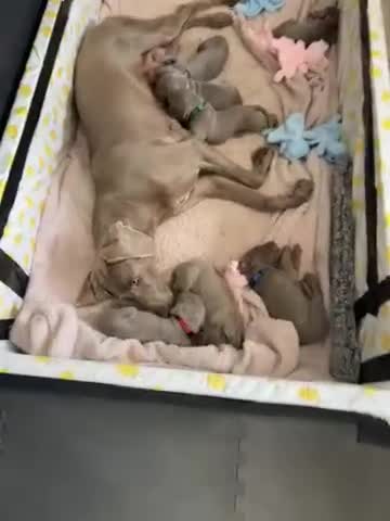 Weimaraner dogs for sale: Weimaraner (1G, 1B)❤️ 🐾READY NOW 🐾❤️ in Telford - Video 1