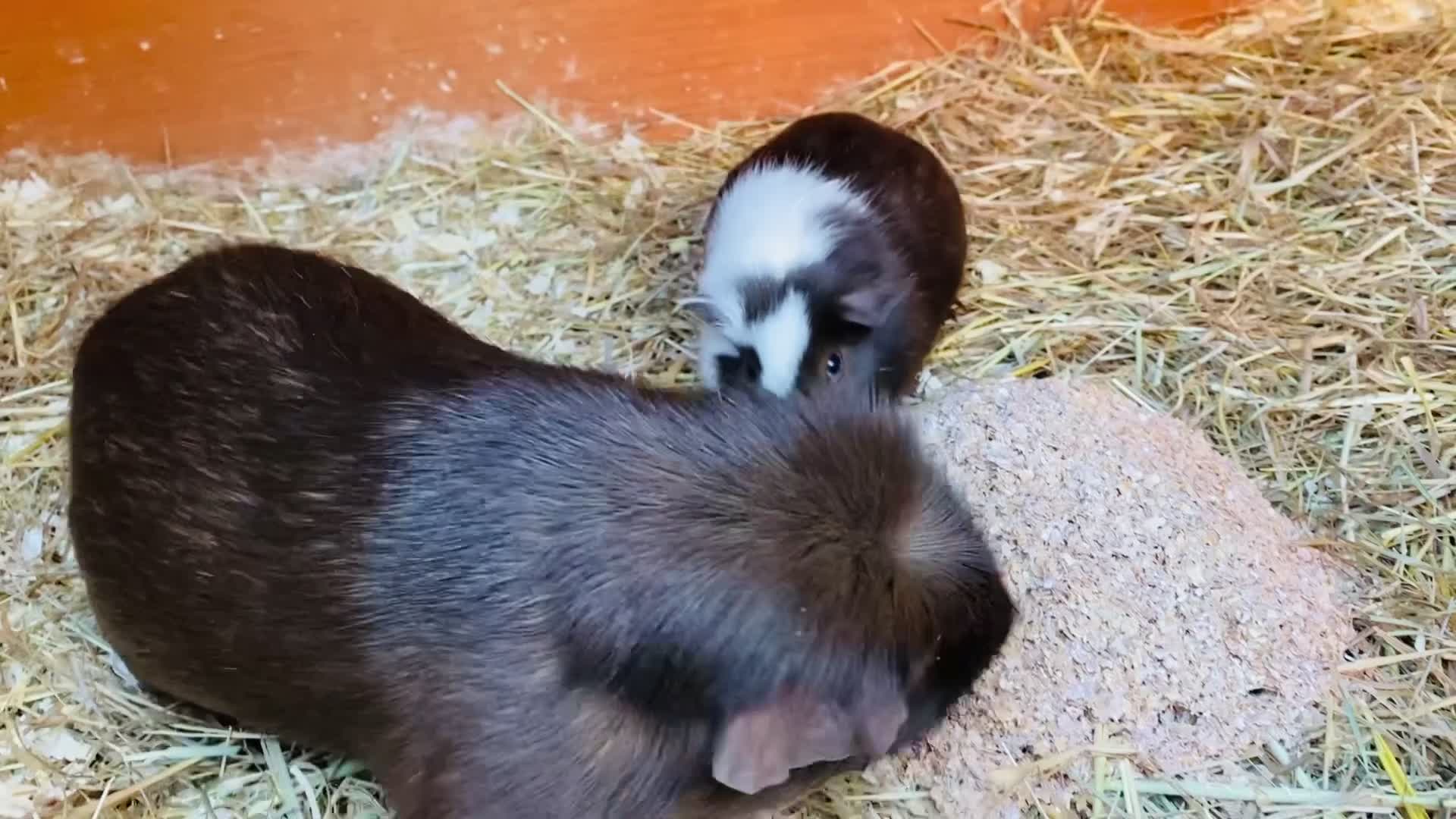 Guinea Pig rodents for sale: Father and son guinepig pair chocolate  - Video 1