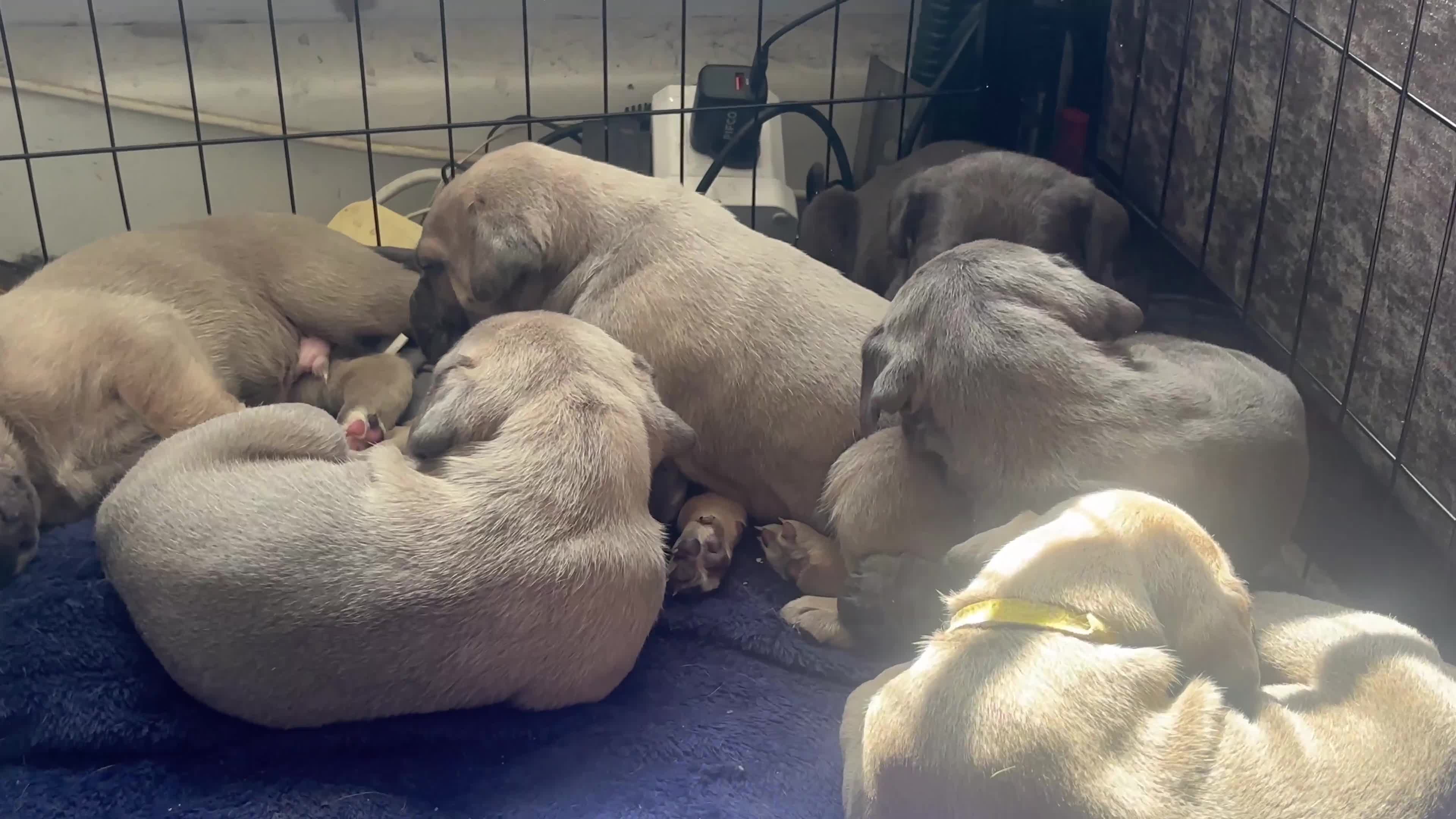 Cane Corso dogs for sale: Cane corso - Video 1