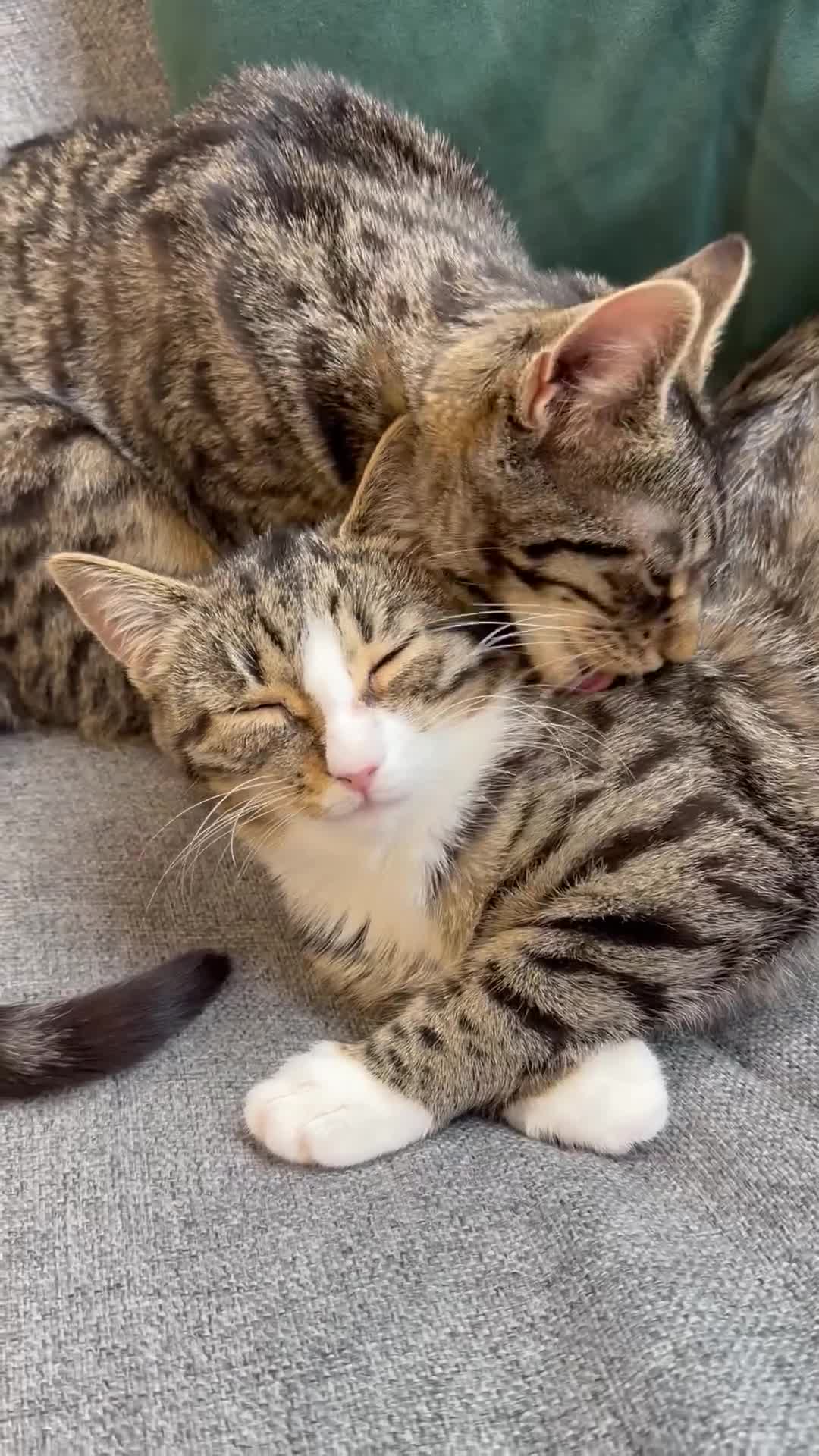 Domestic Shorthair cats for sale: beautiful twin kittens  in Coalville - Video 1