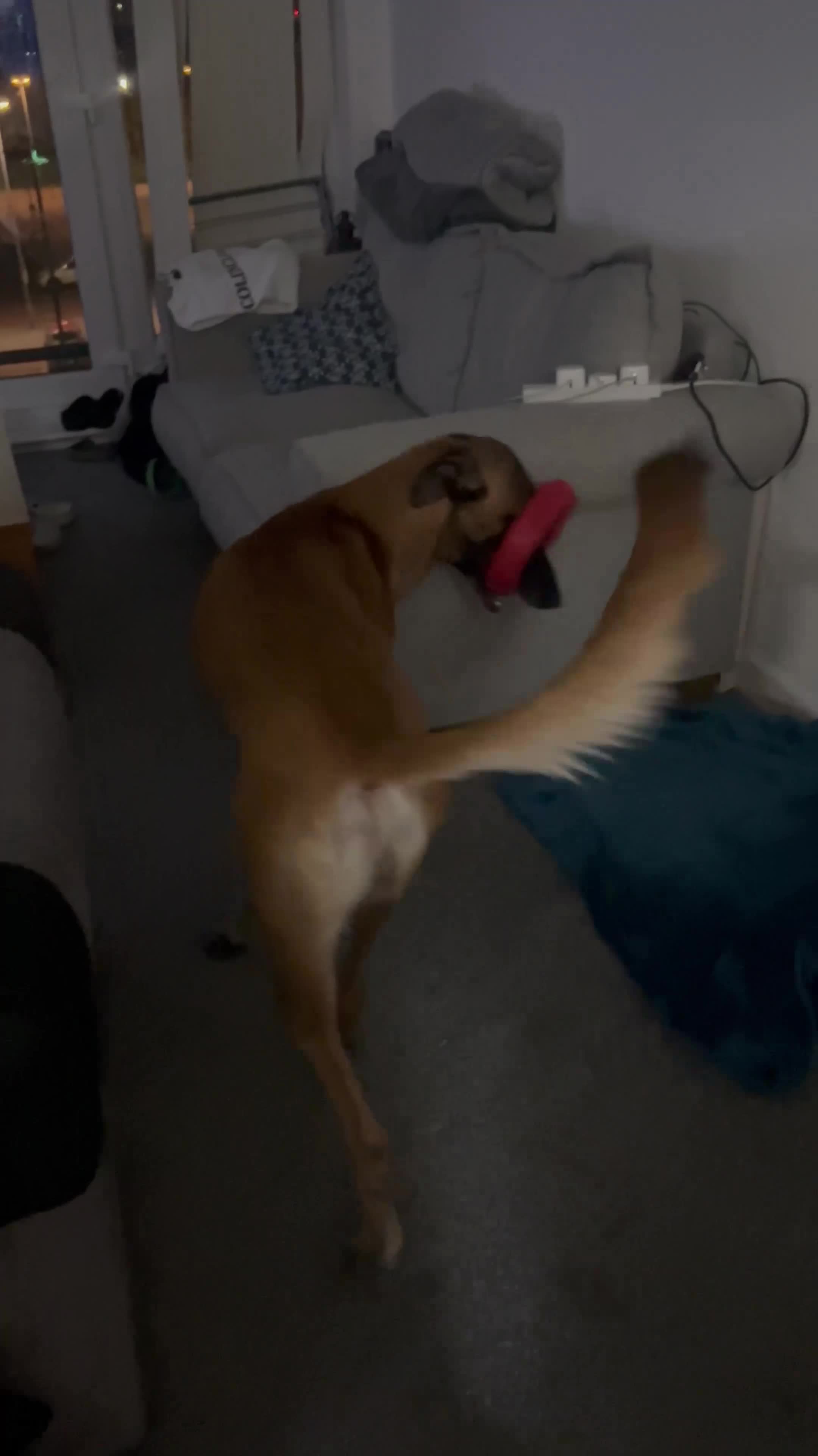 Mixed Breed dogs for sale: Zu - Belgian shepherd x Greyhound  - Video 3