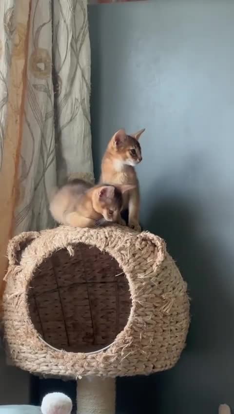 Abyssinian cats for sale: Gorgeous Abyssinian kittens  - Video 1