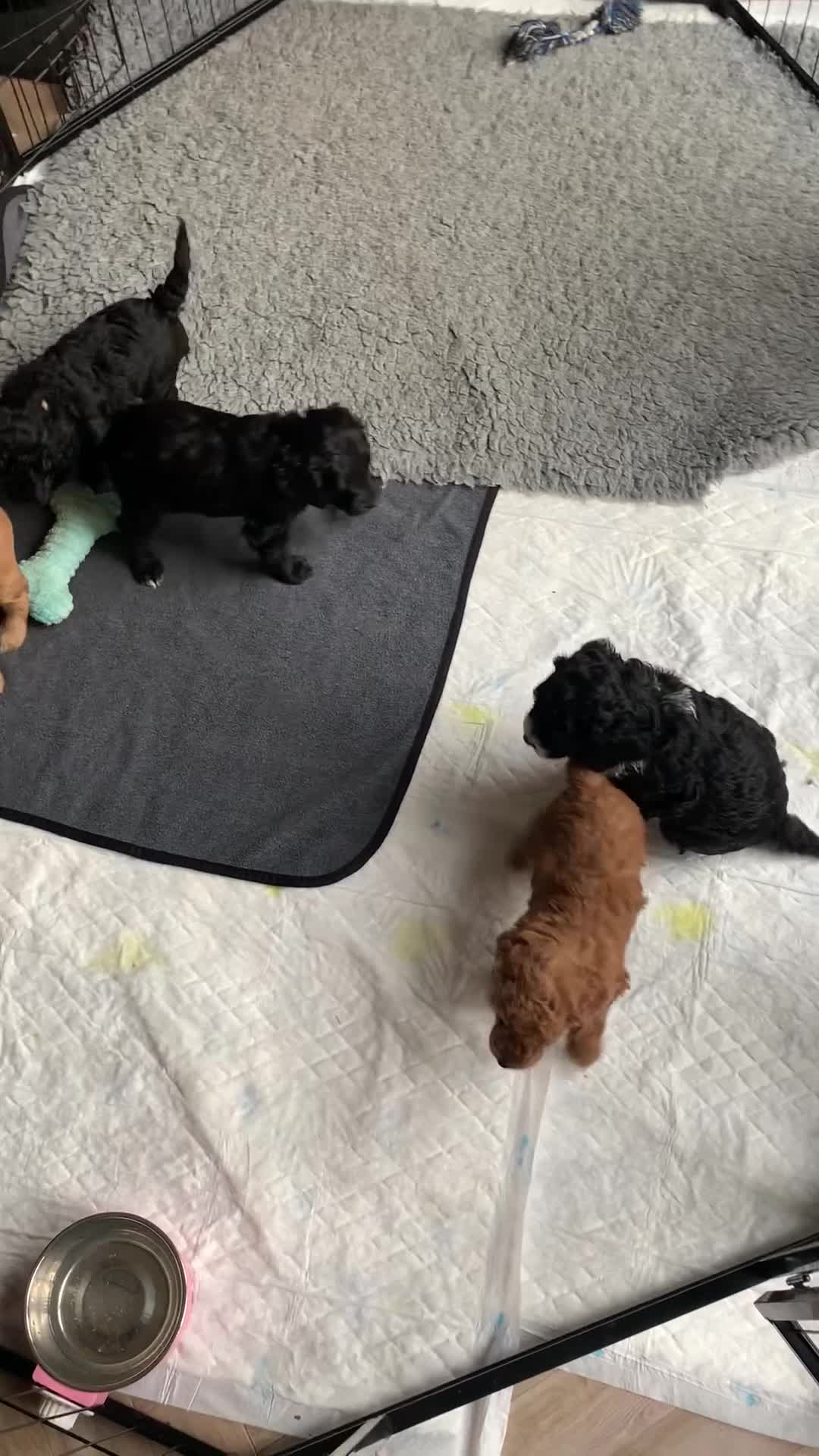 Labradoodle dogs for sale: F1b Miniature Labradoodle Puppies  - Video 3