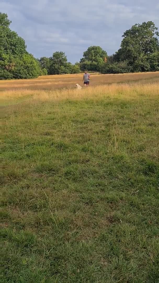 Golden Retriever dogs for stud: BEAUTIFUL PROVEN White Golden Retriever for Stud in Crowborough - Video 3
