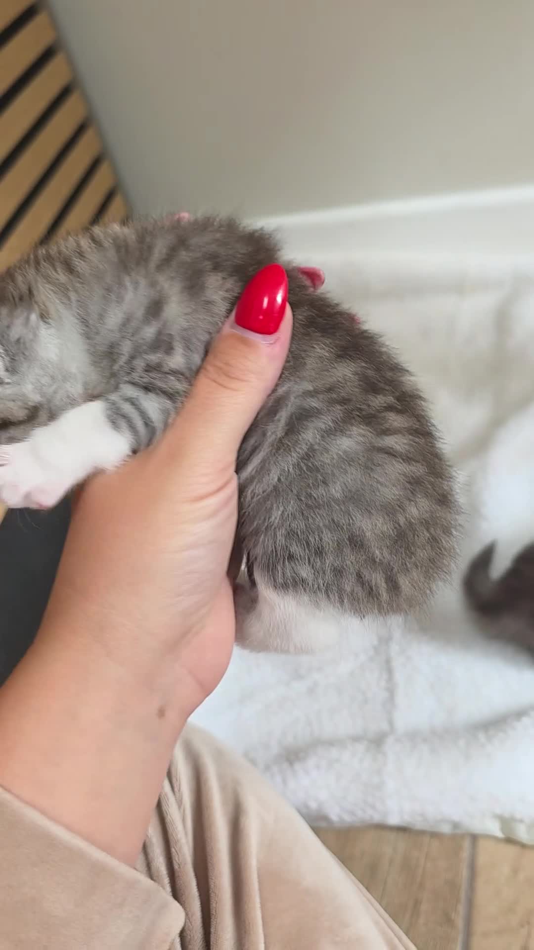 Scottish Fold cats for sale: Beautiful Tica Registered Babies - Video 2