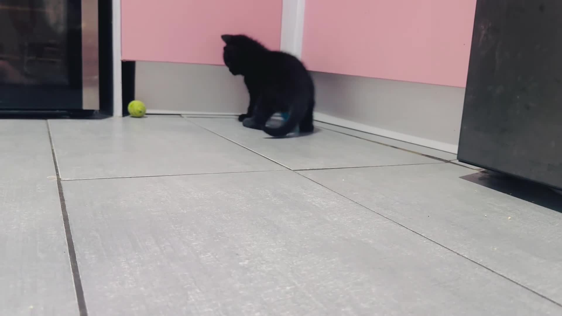 Mixed Breed cats for sale: Maine coon x Turkish angora kittens for sale - Video 1