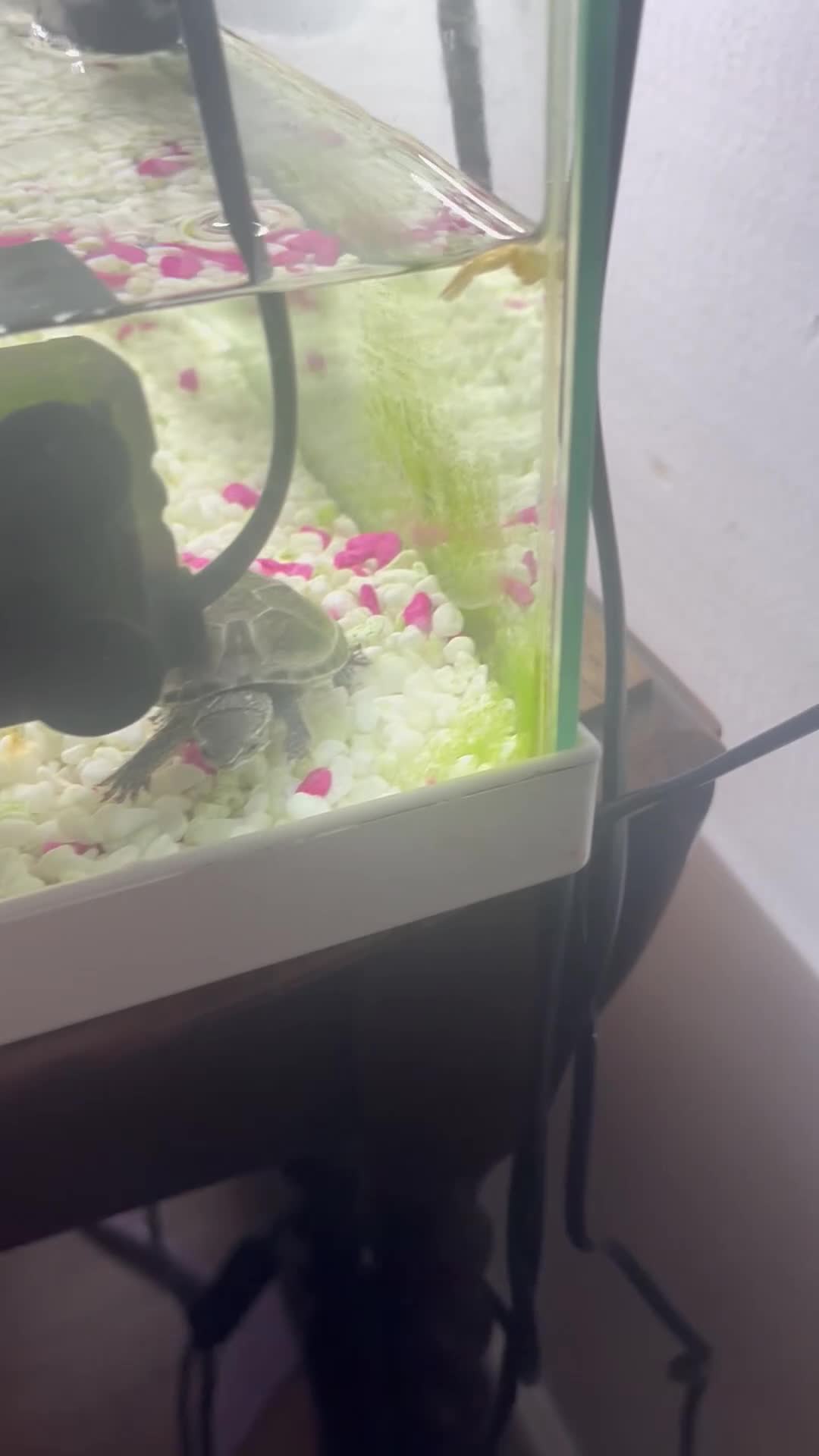 Terrapin reptiles for sale: x2 terrapin turtles - Video 1