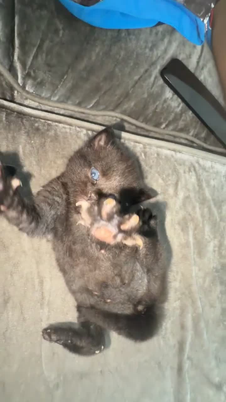 Mixed Breed cats for sale: Kittens - Video 1