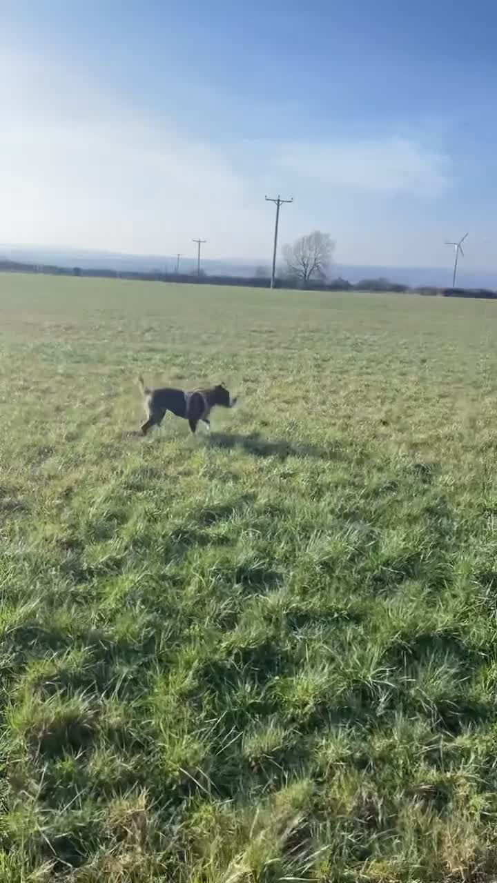 Staffordshire Bull Terrier dogs for sale: 3yr old staffy x bulldog  - Video 4