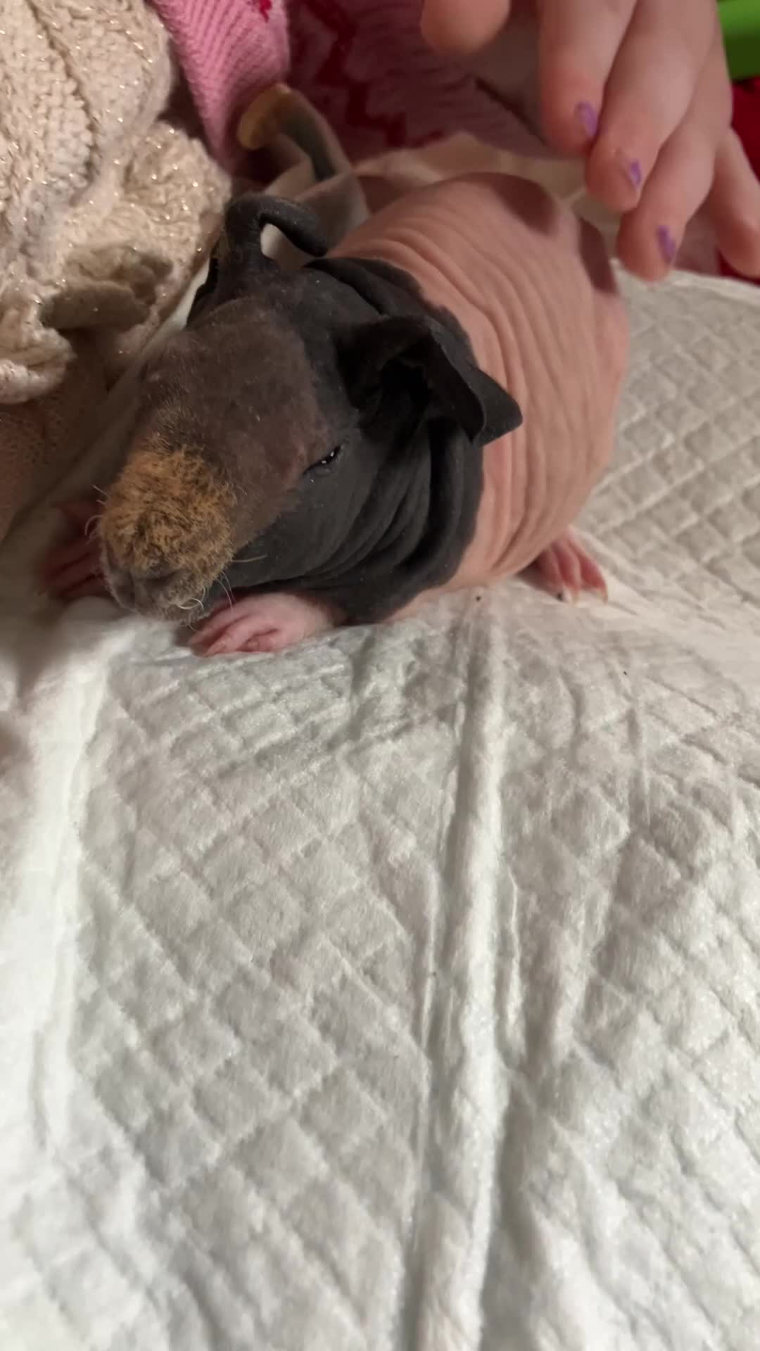 Guinea Pig rodents for sale: Well handled skinny pigs.  - Video 1