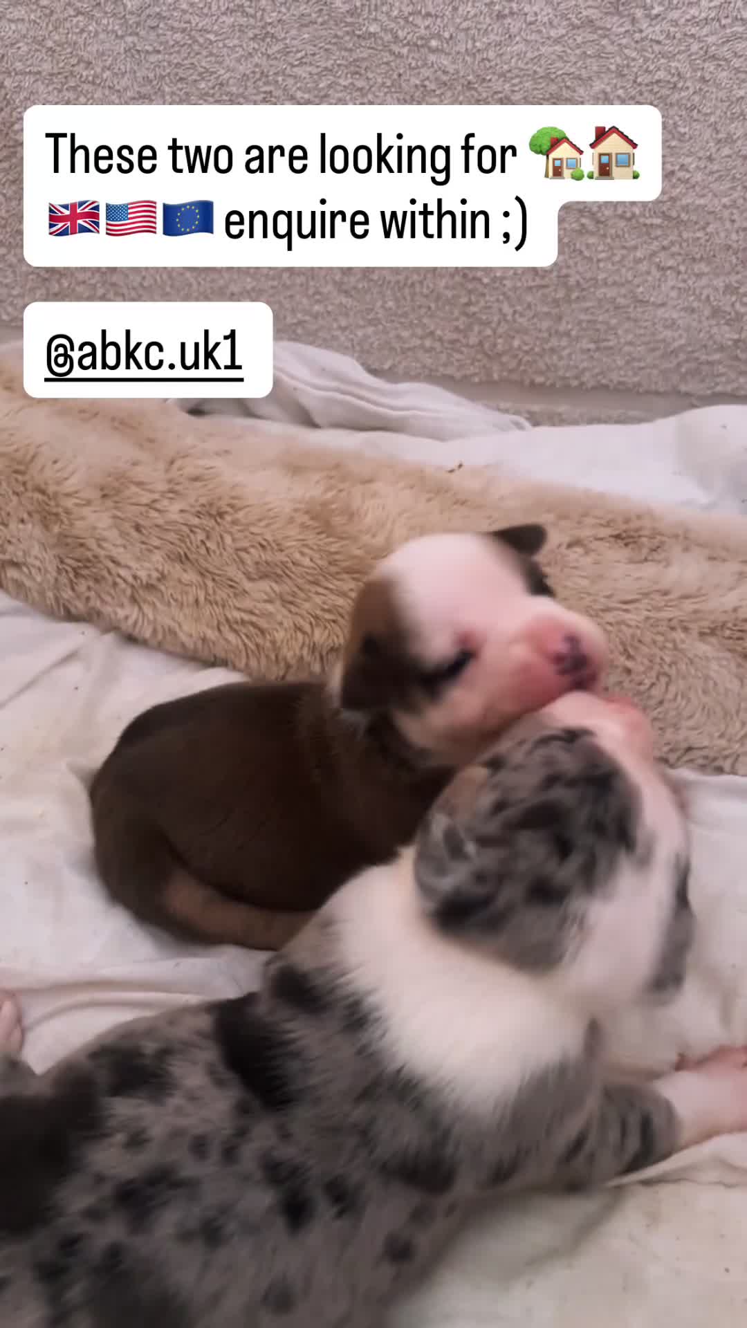 American Bully dogs for sale: Pocket bully puppies Merle fawn pied tri in Cheltenham - Video 2
