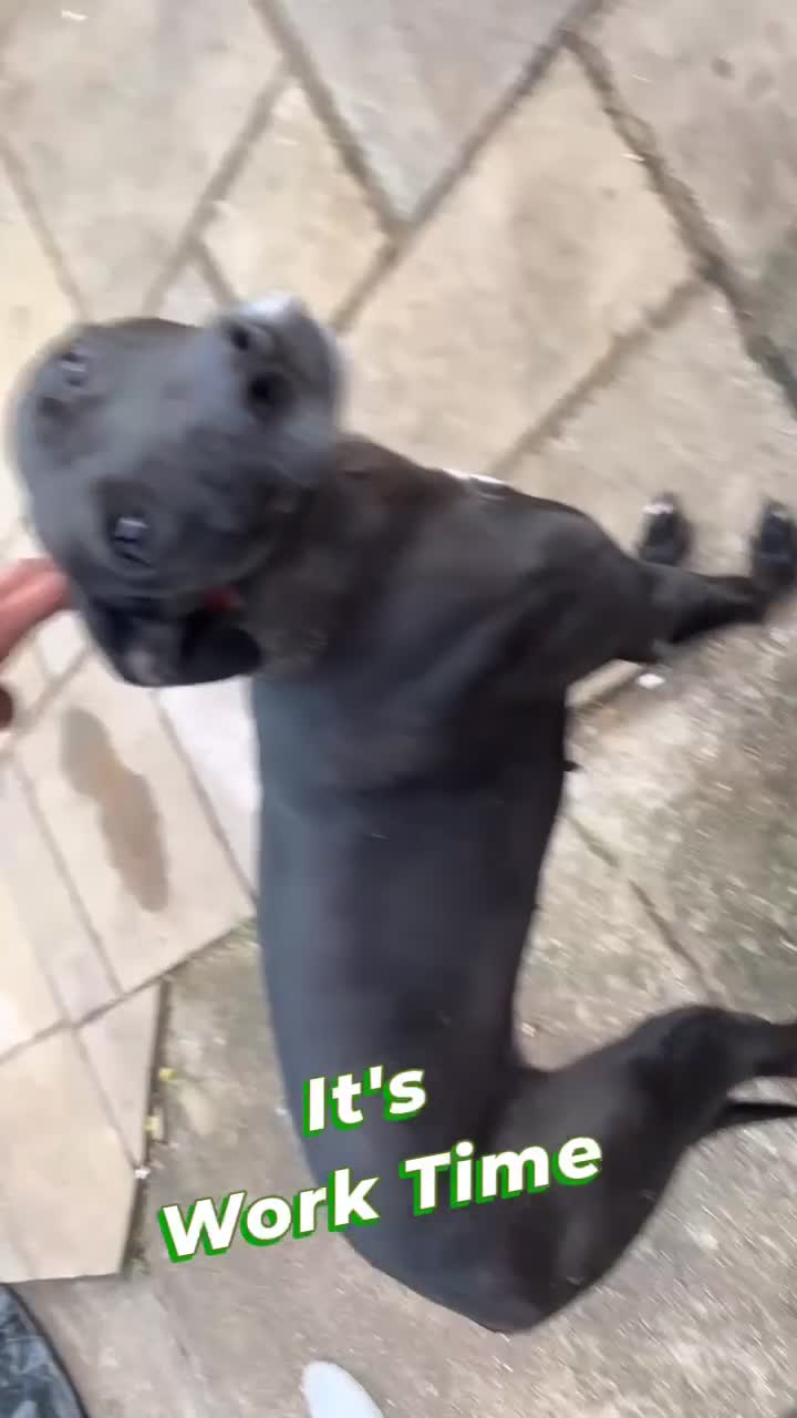 Lurcher dogs for sale: Bullx SalukiDeerhoundGreyhound  in York - Video 2