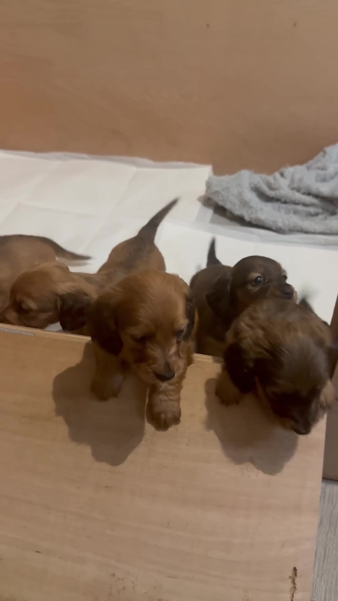 Miniature Dachshund dogs for sale: Gorgeous litter of longhair miniature dachshunds - Video 1