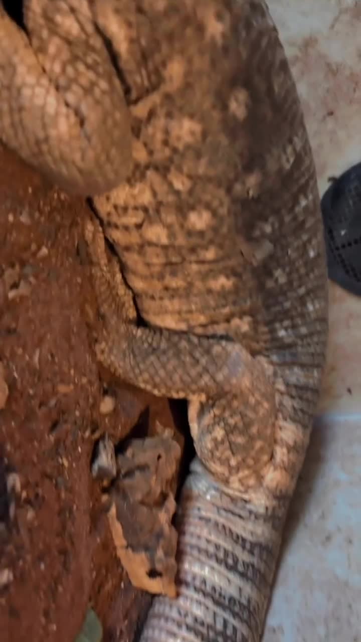 Lizard reptiles for sale: Savannah monitor lizard - Video 1