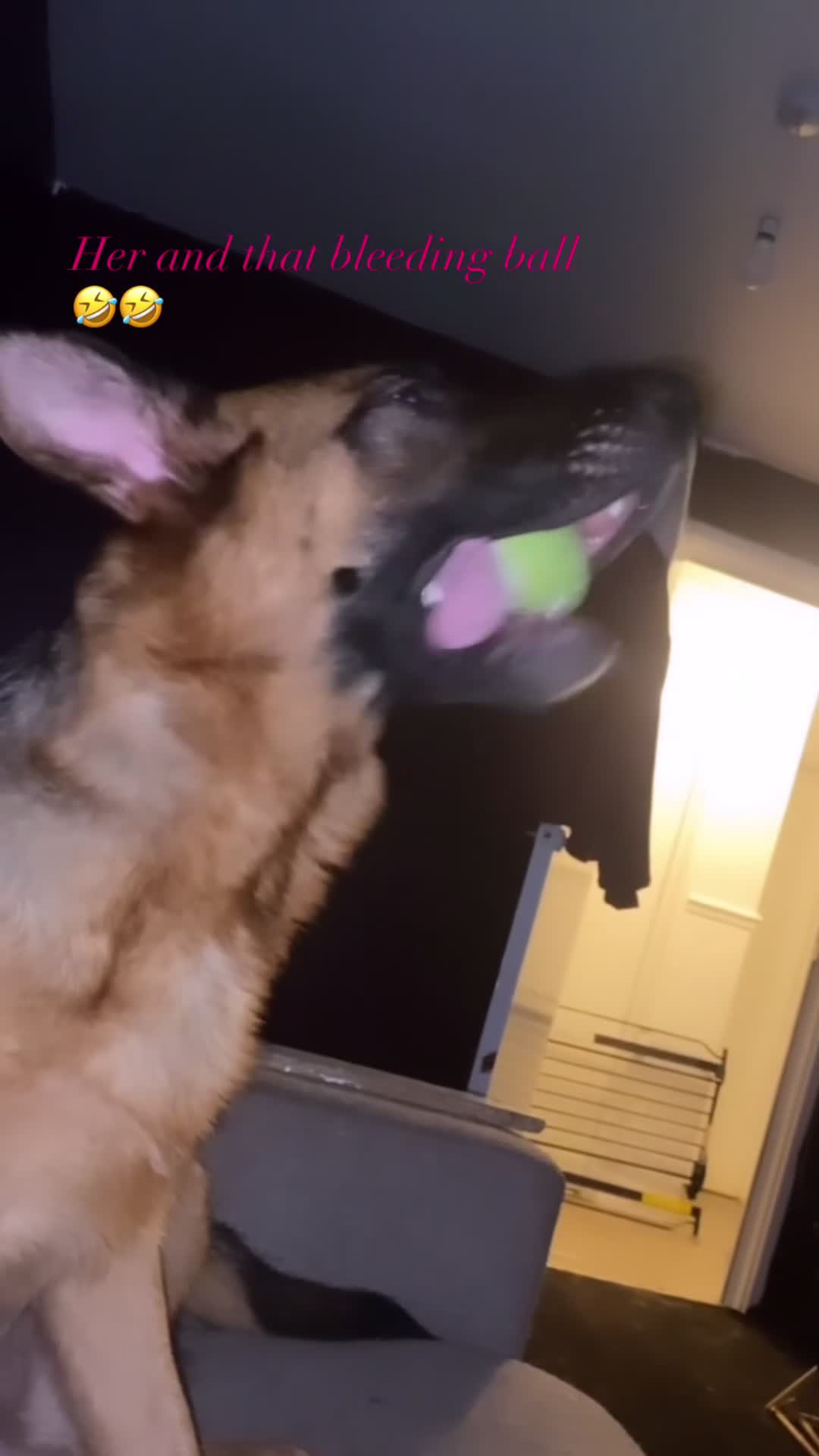 German Shepherd dogs for sale: HIGHprotection - performance ex police GSD  - Video 5