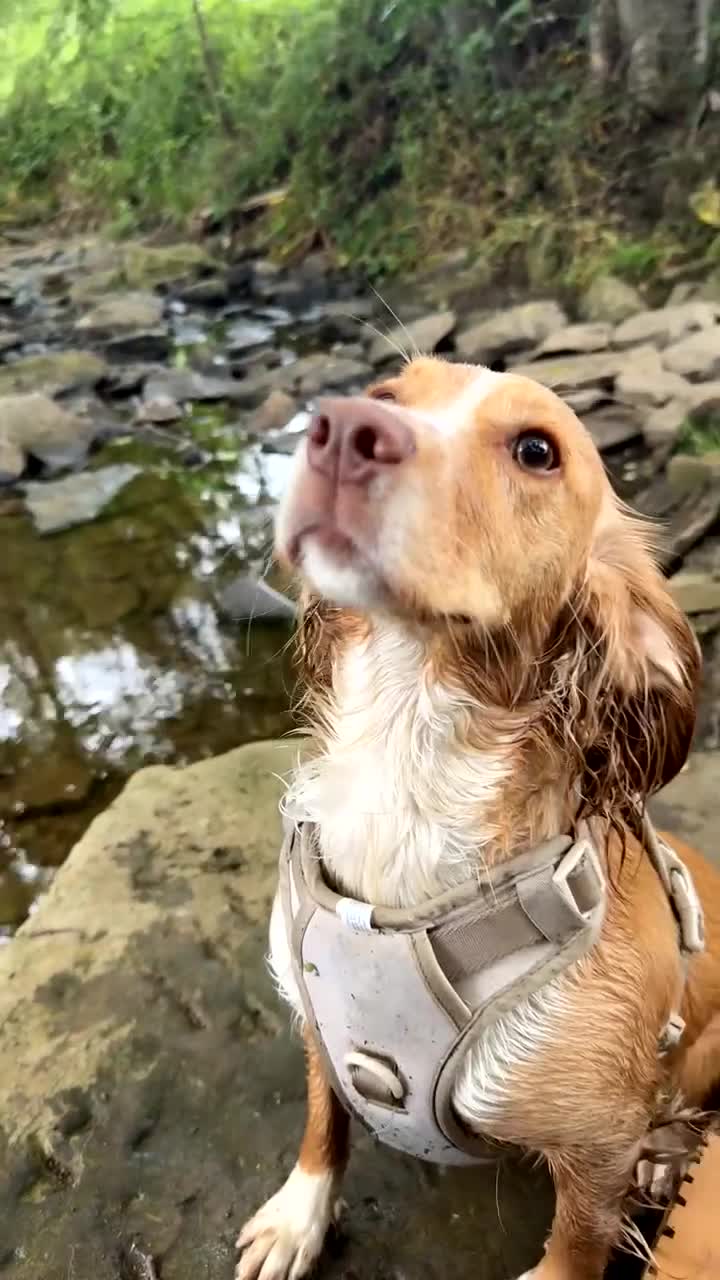 Cocker Spaniel dogs for sale: JESSIE/ JESS 🌸 REHOME - Video 1
