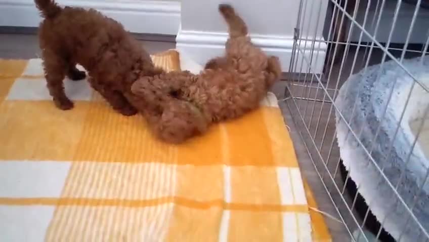 Toy Poodle dogs for sale: Champion blood Beautiful solid red KC toy poodle - Video 1