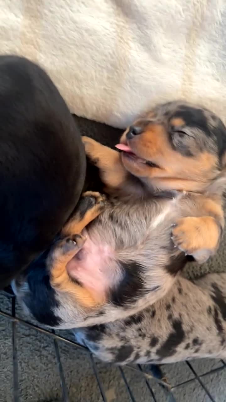 Mixed Breed dogs for sale: Miniature dachshunds cross Jack Russel  in Chichester - Video 1