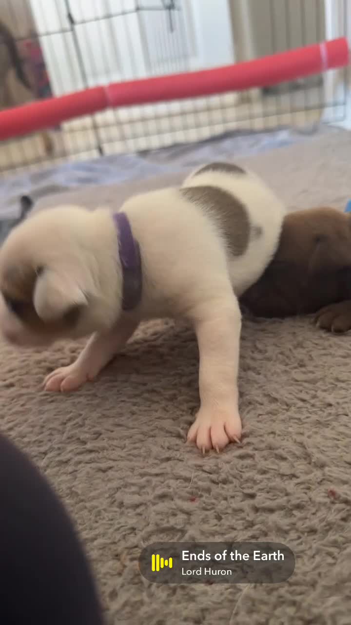 Mixed Breed dogs for sale: A* bulldog puppies 🐶 - Video 4