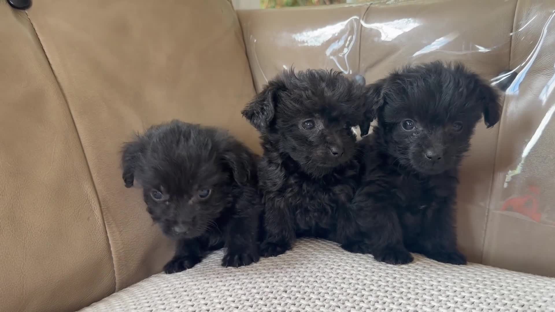 Jackapoo dogs for sale: Miniature poodle X Jack Russell - Video 1