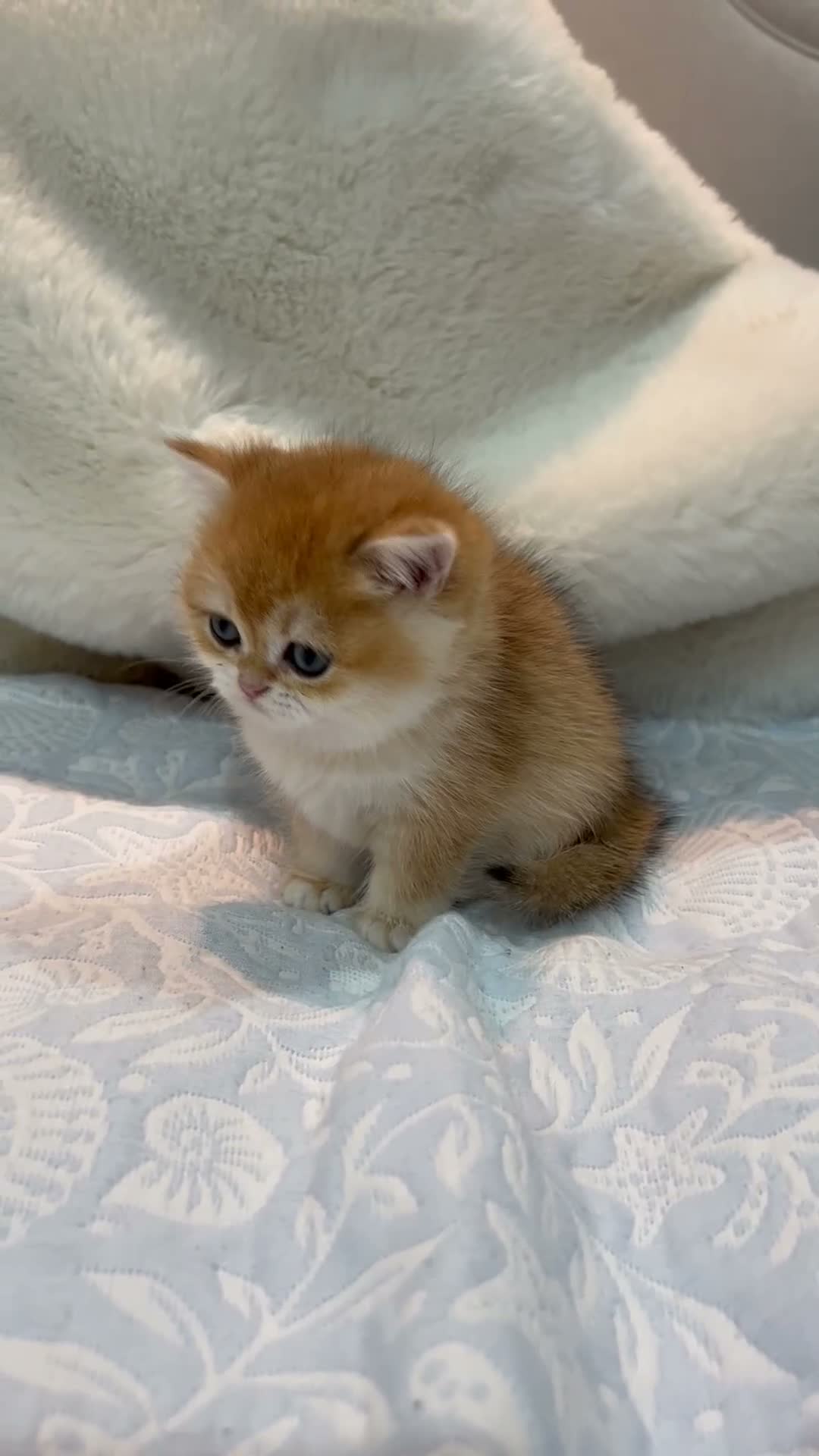 British Shorthair cats for sale: Very rare colours Golden British Shorthairs - Video 2